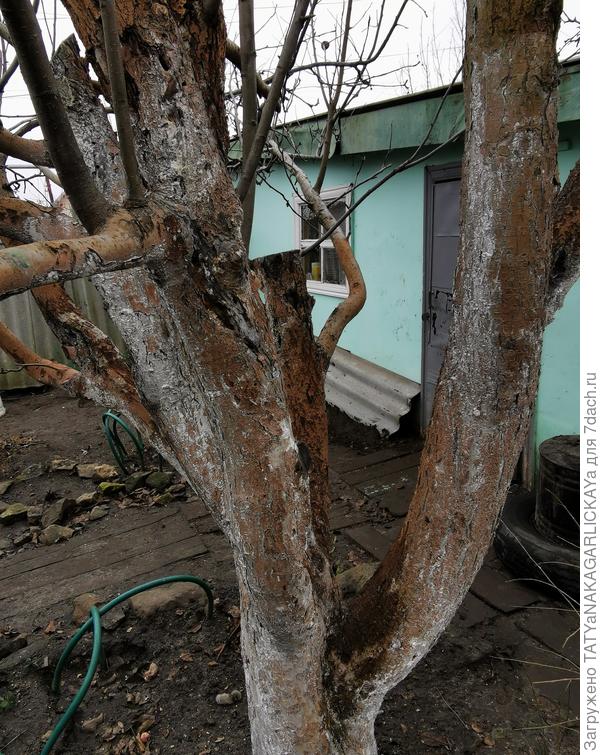 Наша проблемная яблоня