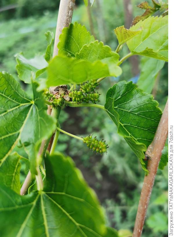 Ягодки на шелковице