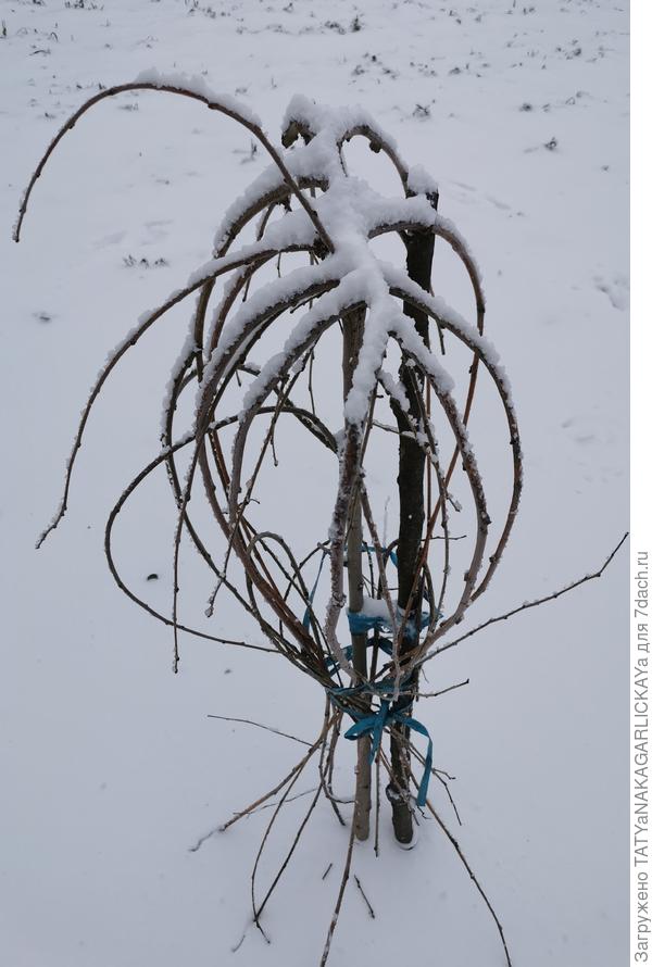 Привязываем ветви к стволу