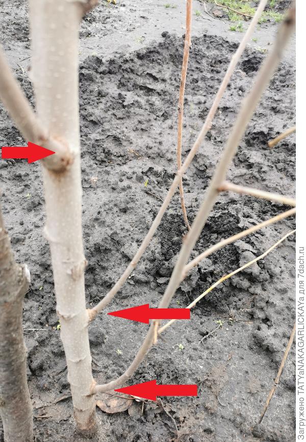 Шелковице требуется формирующая обрезка