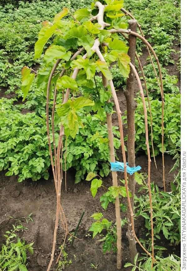 Наша шелковица