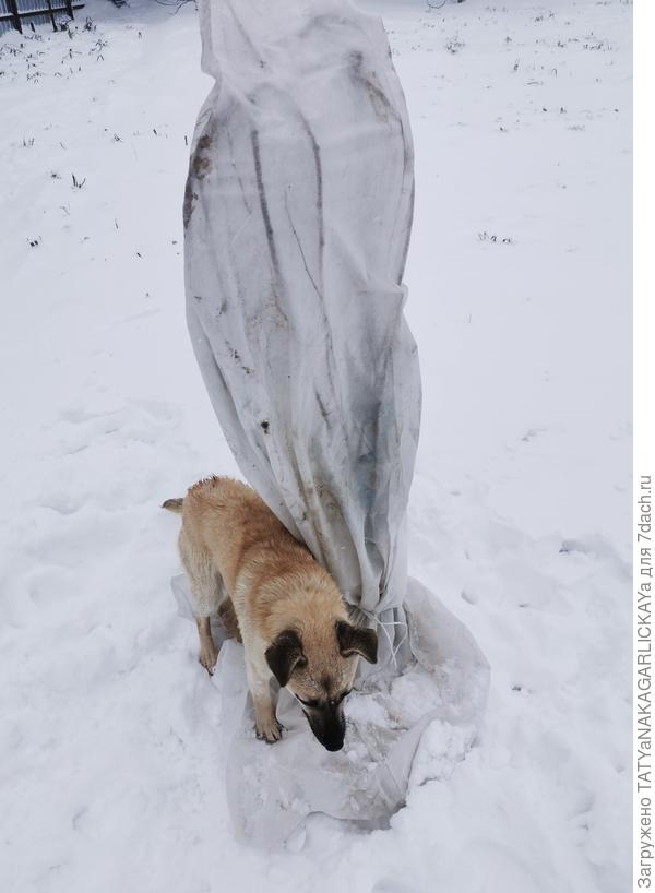 Укрываем шелковицу