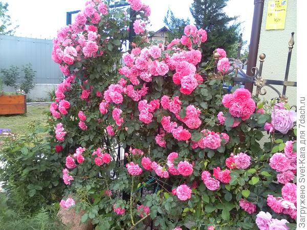 Rosarium Uetersen. Самое обильное цветение