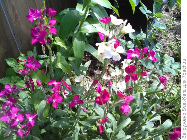 Фото из моего сада