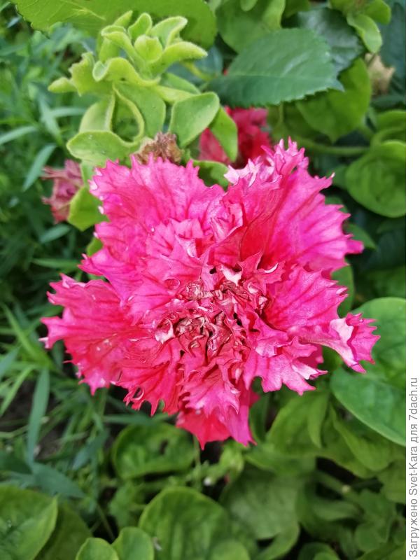 Петунья Валентина F1