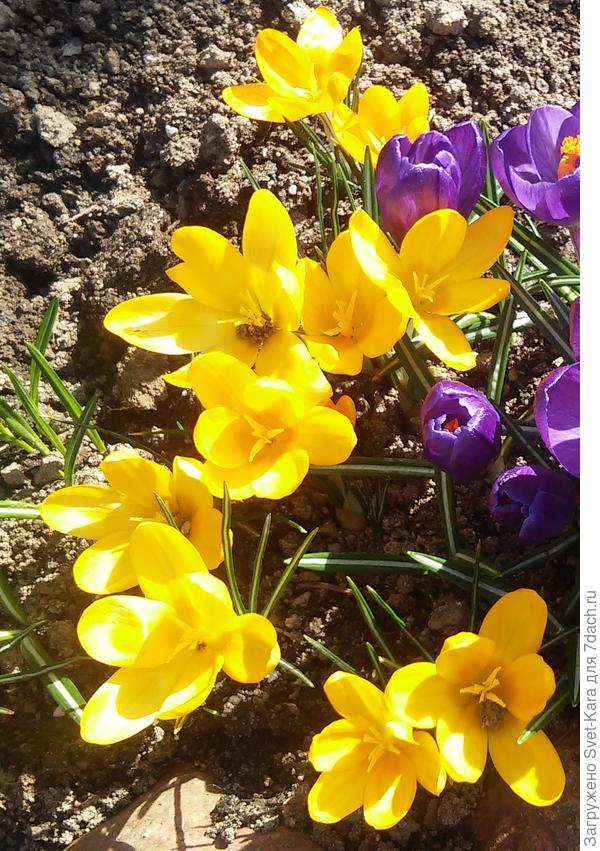 Крокусы. Ранняя весна