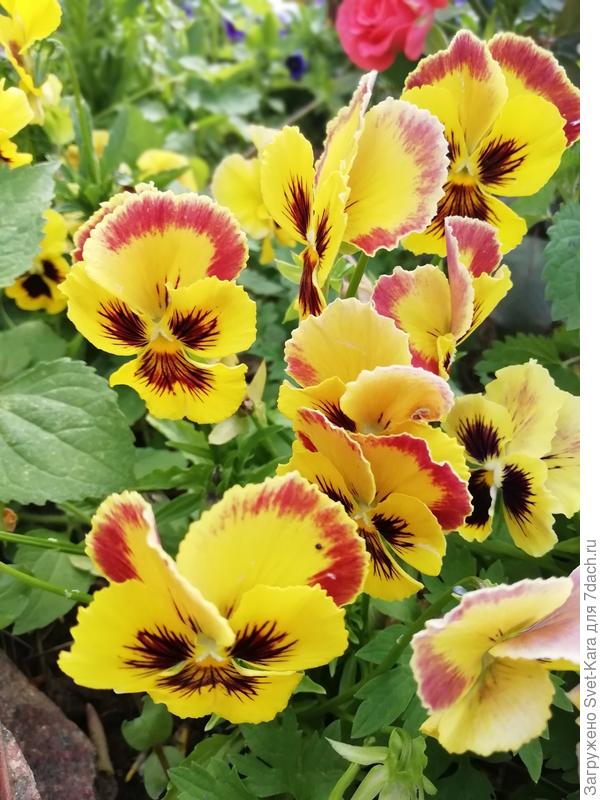 Анютины глазки