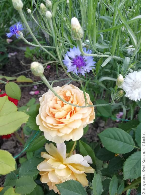 Роза Golden Celebration