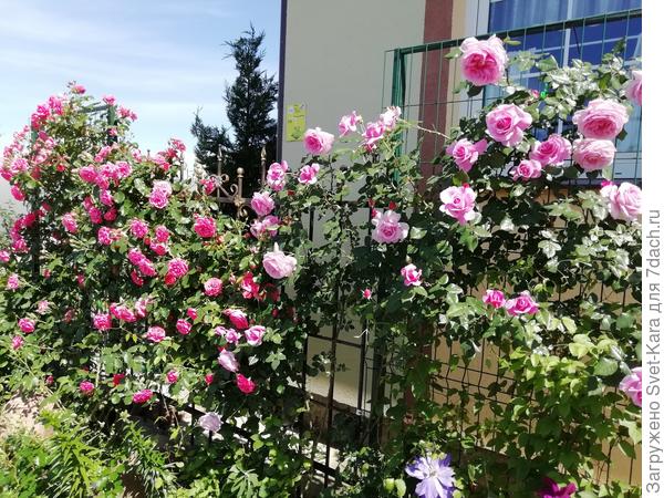 Мой дом. Слева - Rosarium Uetersen. А справа - героиня данного повествования