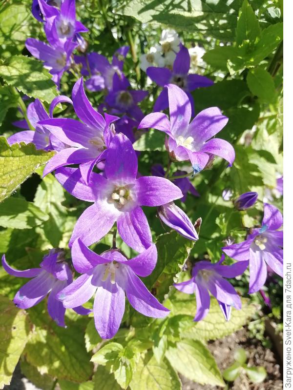 Колокольчик