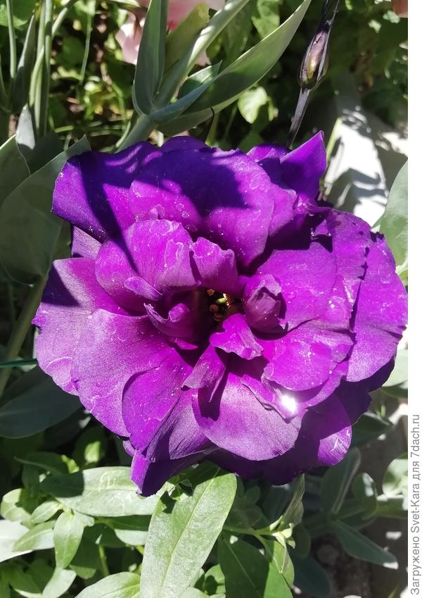 Эустома. Она синяя, а вот на фото выходит фиолетовой