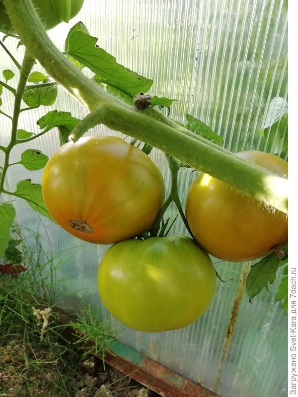 Вот такие &quot;яблочко&quot; выросли у меня. Каждый помирчик с мой кулак