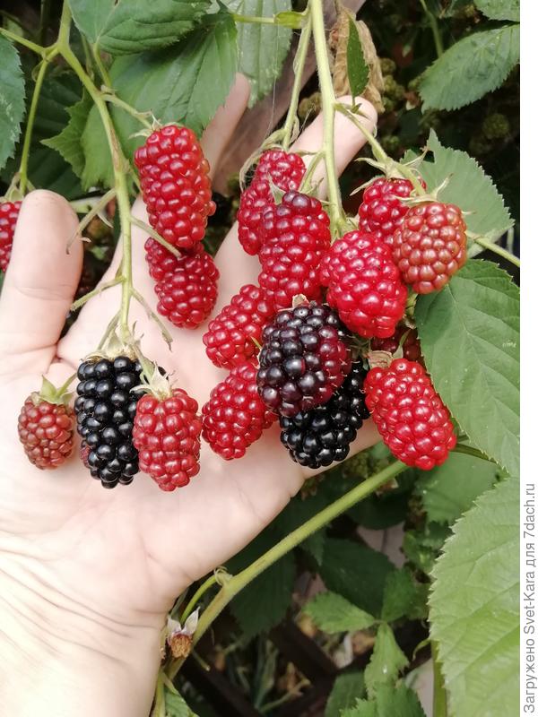 Скоро в вареники и компот