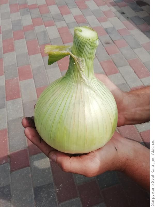 Даже руки моего мужа не видны