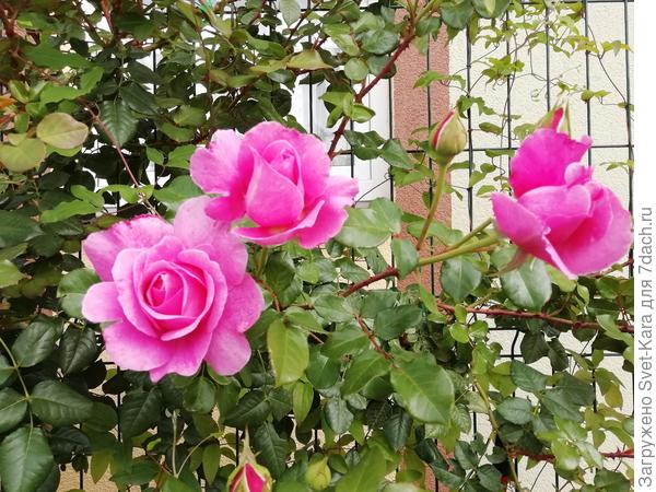 Повторное цветение (начало). Раза выпустила штук 50 новых бутонов.