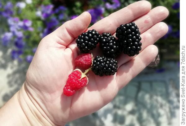 Красавица ежевика и ремонтантная малина.