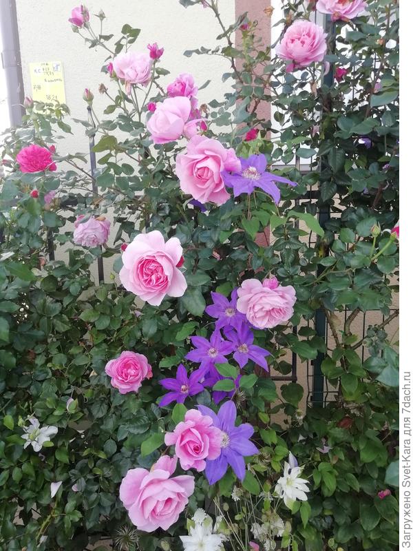 Красота. И "море" бутонов. Ещё долго будем любоваться этой чудесной розой