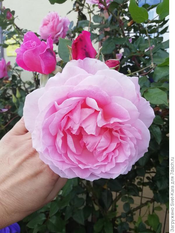 Повторное цветение (19/08/19). Очень крупные цветы