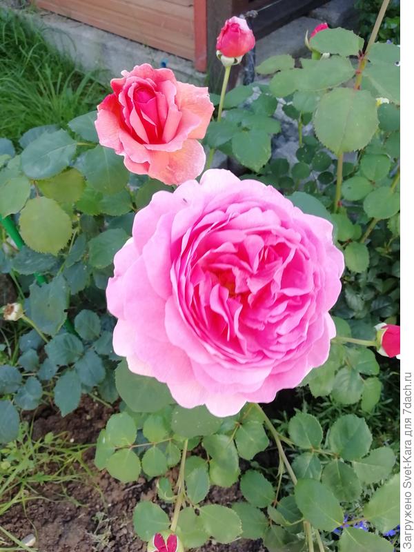 Princess Alexandra of Kent