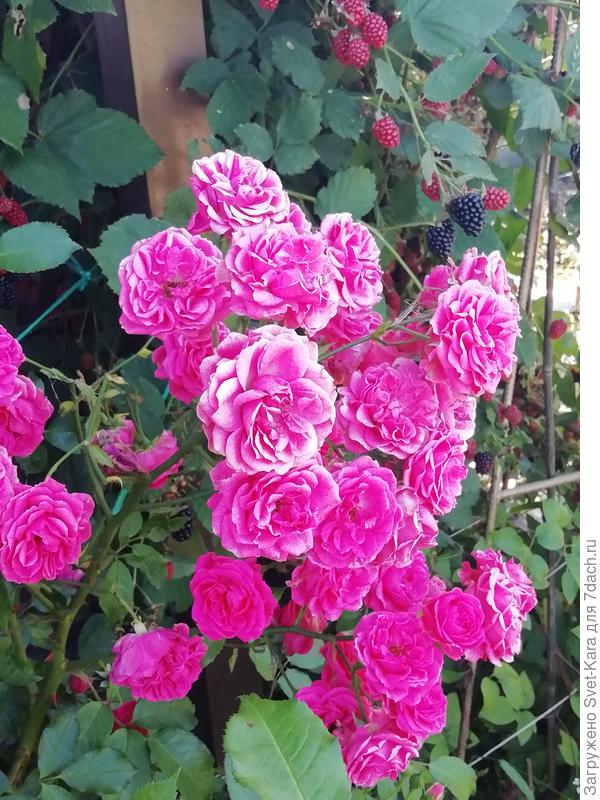 Неизвестная, но не менее красивая