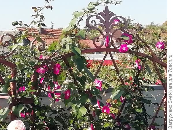 Хоть и не махровая, но яркая и долго цветет