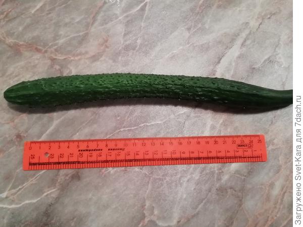 8 октября. Вот такие красавчики-огурчики до сих пор растут в теплице