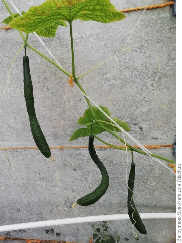 9 октября. Огуречн