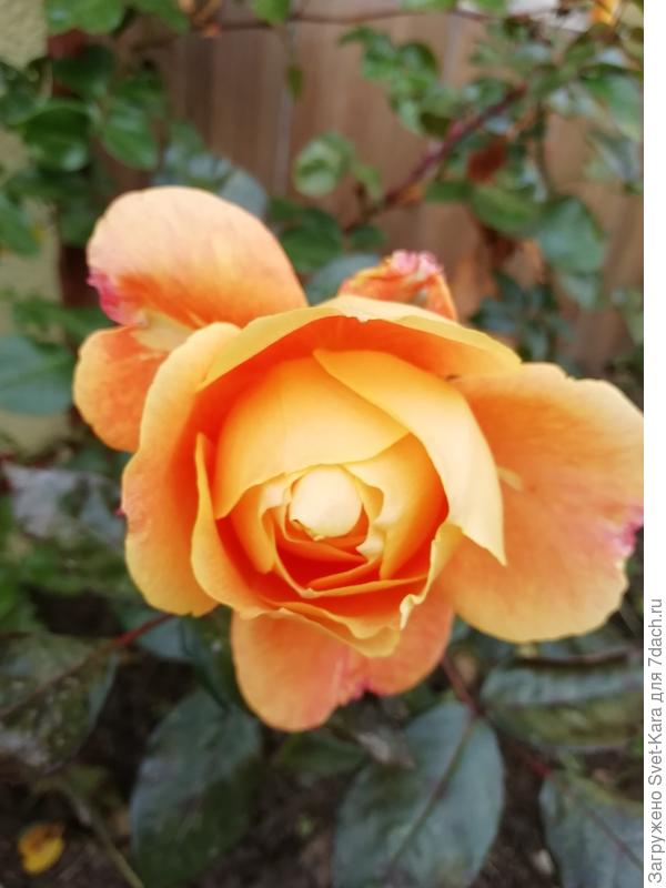 Роза Charles Austin