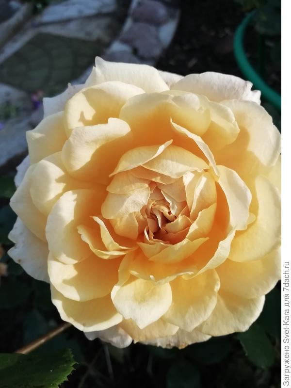 Роза Golden Celebration