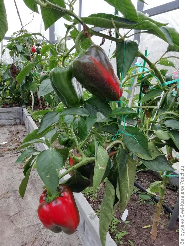 Перцы доспевают