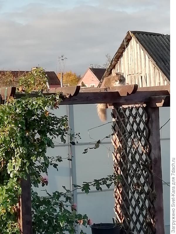 Сидит Лева на перголе