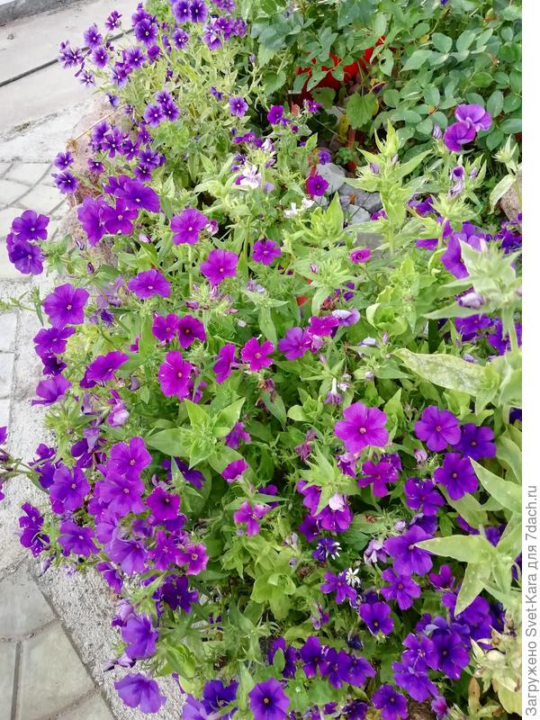 Флоксы думают, что ещё лето