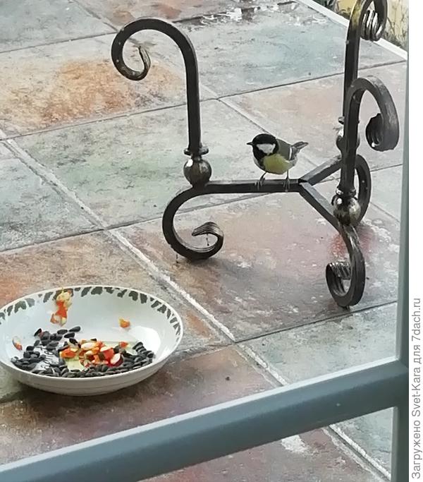 Что выбрать: семечки тыквенные или подсолнечные?