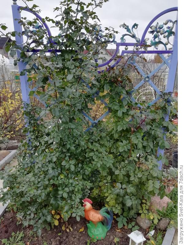 10/11/19. Я их даже ещё не обрезала - жалко