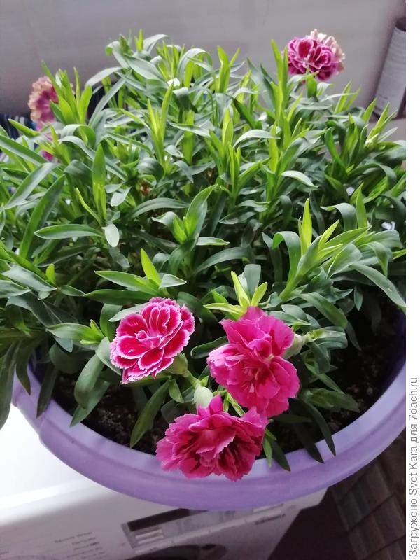 Так она сейчас цветет и около десятка бутонов