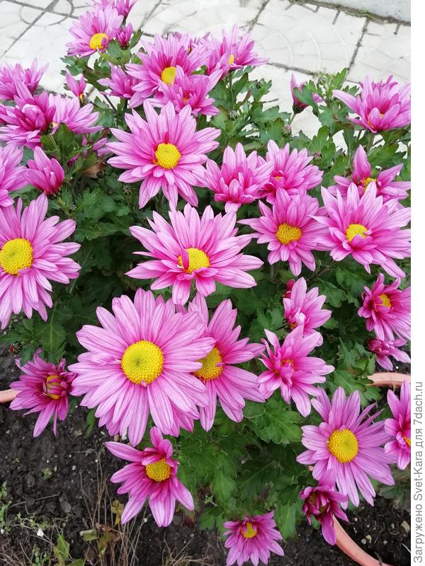 Шлю яркий &amp;quot;салют&amp;quot; из хризантем. Вот такой ноябрьский праздник красок