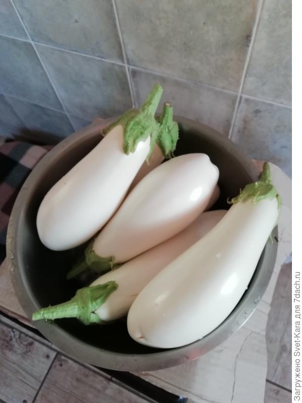 Мои баклажанчики &quot;Бибо&quot;