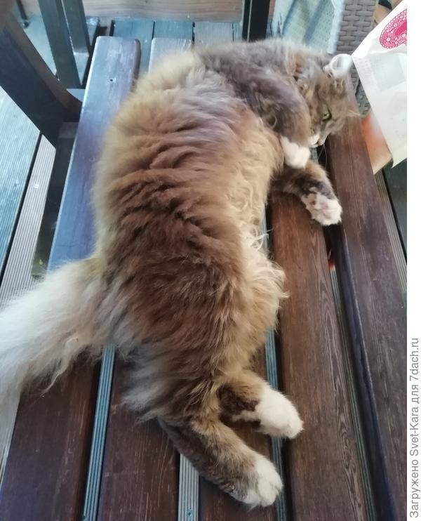 Спящий-смотрящий