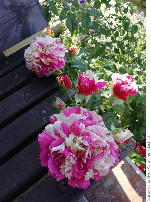 Vanille Fraise ®