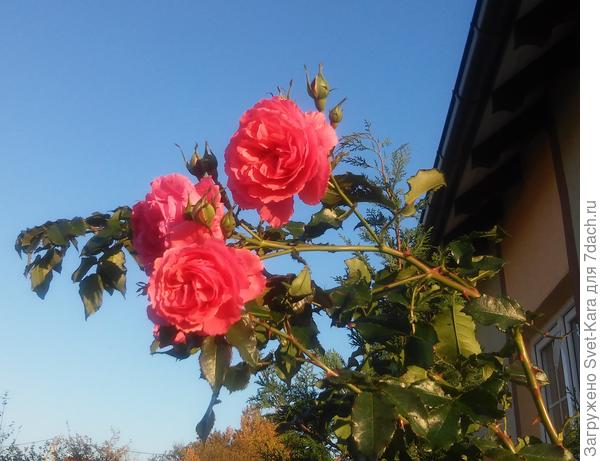 Роза в саду автора