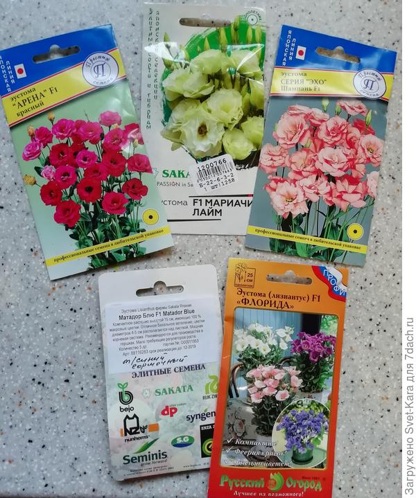 Мои эустомки на сезон-2020