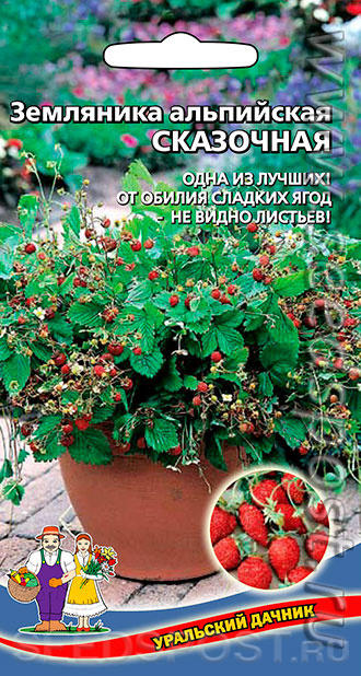 Может выращиваться как горшечная культура