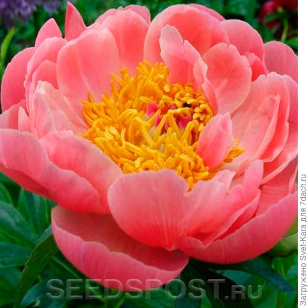 Коралловый красавчик с бюджетной ценой - 488 рублей