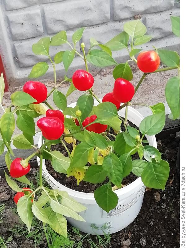 Стойкие