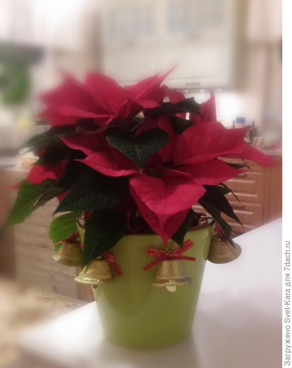 И эта рождественская звезда нарядилась, чтобы Вас поздравить!