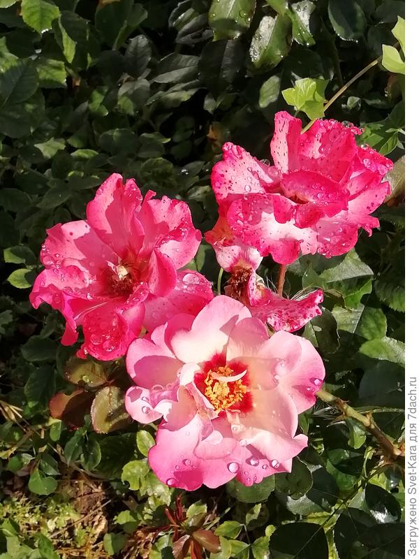 Гибрид Гультемии Персидской &quot;Alissar Princess of Phoenicia&quot; (Алиссар Принцесса Финикийская) Harkness Великобритания, 2009