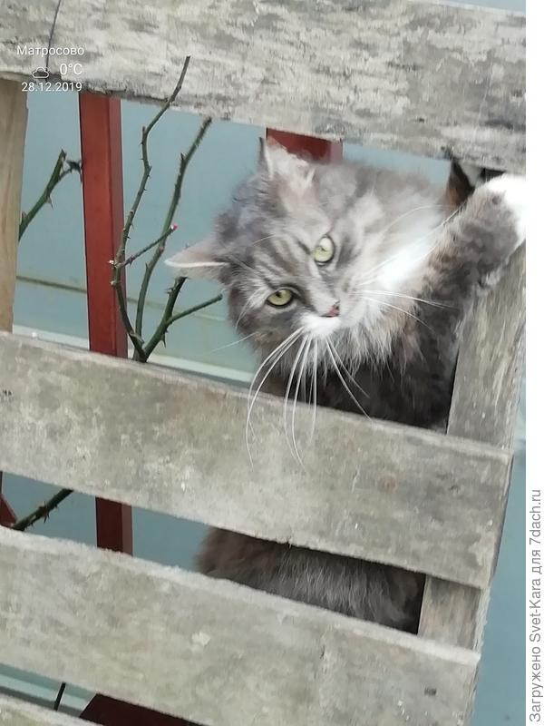 Левочка прибежал попозировать