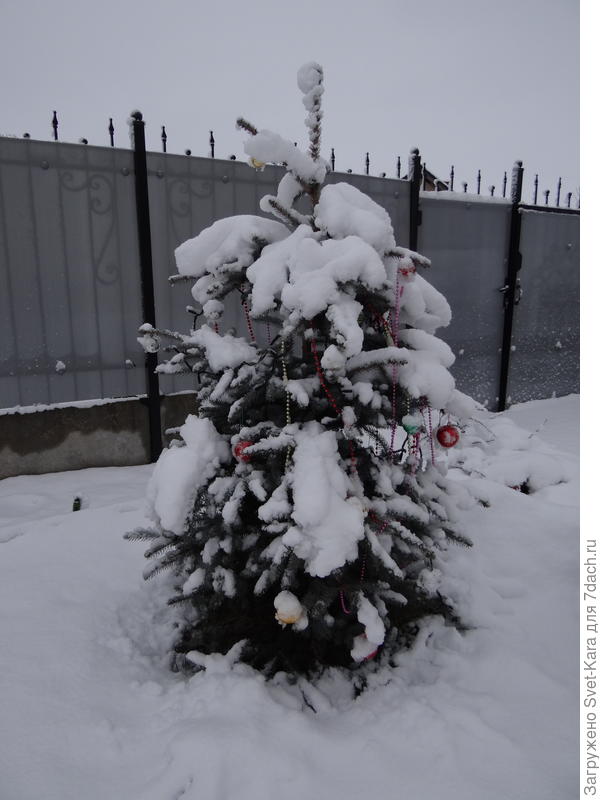 04/02/19 Ёлочка в снегу