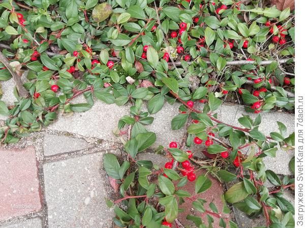 29/12/19 Кизильник предновогодний