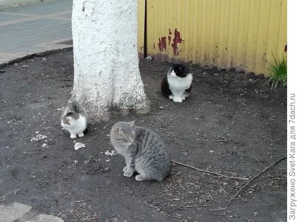 Зеленоградское кошки - хозяйки домиков